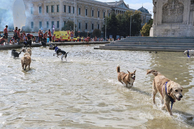 正午時天氣熱了起來，不少完賽的狗兒在返回哥倫布廣場（Plaza de Colon）時氣喘吁吁，忍不住跳進廣場上的噴泉戲水沖涼。中央社記者胡家綺馬德里攝 111年10月10日
