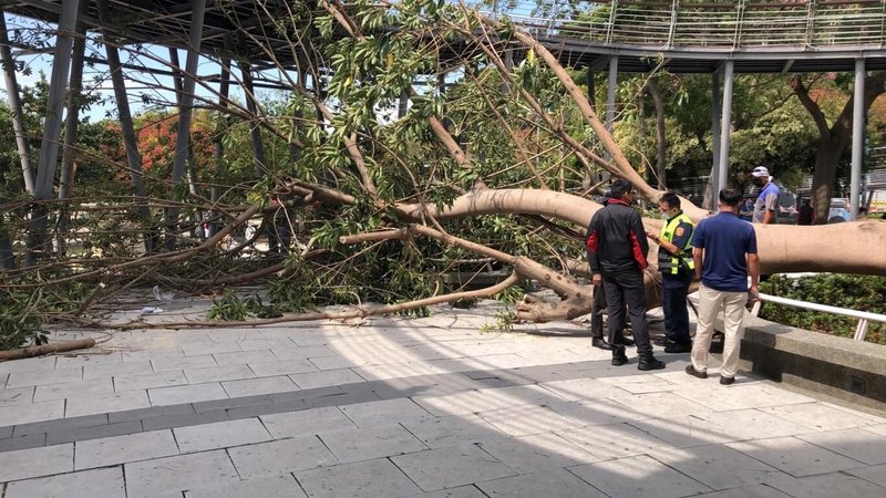 台中市清水區知名景點鰲峰山鬼洞，10日上午發生大樹在強風吹襲下倒塌意外。（民眾提供）中央社記者郝雪卿傳真  111年10月10日