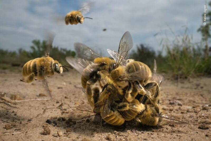 年度野生動物攝影師大賽結果揭曉，獲得首獎的照片是一群雄蜂爭相與雌蜂交配的畫面。（圖取自英國倫敦自然史博物館網頁nhm.ac.uk／作者：Karine Aigner）