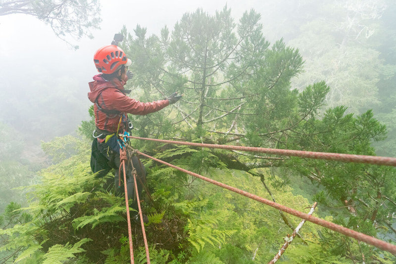 林試所與成大團隊成功找到近80公尺高台灣杉巨木「桃山神木」，林試所助理研究員徐嘉君並與研究團隊遠赴桃山神木進行地面光達影像測量，共計完成15億個點的掃描，不僅可知整棵樹的樹高，甚至能知道有幾片葉子。圖為徐嘉君攻上桃山神木樹冠。（林試所提供）中央社記者楊淑閔傳真 111年10月14日