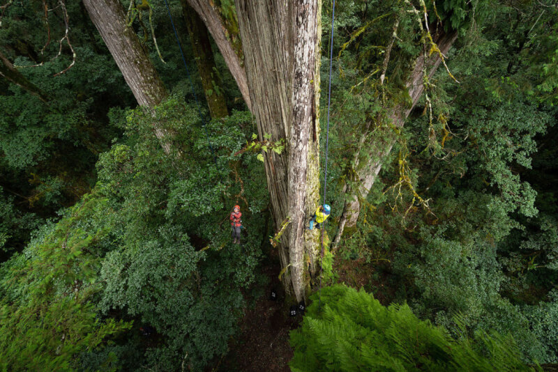 農委會林試所與成功大學研究人員組成團隊，利用空載光達技術搜尋全台樹高65公尺以上巨木，2020年8月間發現台灣杉巨木「桃山神木」，樹高達79.1公尺，為團隊首度發現樹高近80公尺的巨木。（林試所提供）中央社記者楊淑閔傳真 111年10月14日