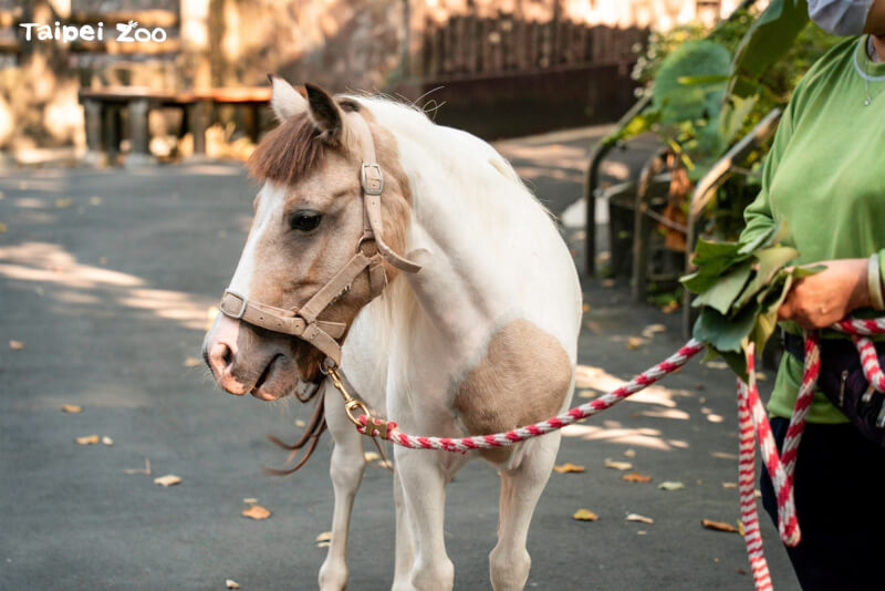 台北市立動物園14日表示，若遊客遇到保育員帶著羊駝、迷你馬等外出蹓躂，不是因為動物脫逃，而是正在進行「減敏訓練」。（圖取自facebook.com/TaipeiZoo）