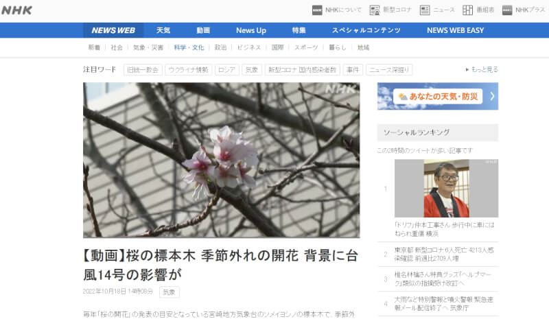 日本NHK報導，日本九州宮崎地方氣象台用來觀測每年染井吉野櫻開花的「標準木」，到18日已發現約20朵開花，出現罕見的「10月櫻」現象（圖取自NHK網頁nhk.or.jp）