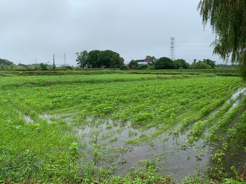 花蓮日前因降雨造成農損，其中大豆發生植株缺株、發芽率不佳及根系祼露等情況，經農政單位現勘，達現金救助啟動標準。（花蓮縣政府提供）中央社記者李先鳳傳真  111年10月19日