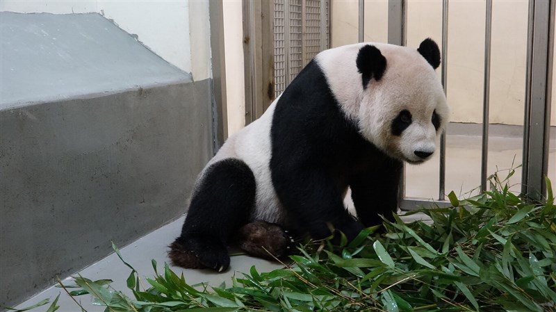 台北市立動物園20日表示，大貓熊「團團」病情惡化，大部分時間都躺著休息，且採食量降到新低，近期將盡快安排第2次腦部MRI等相關檢查。（台北市立動物園提供）中央社記者陳昱婷傳真 111年10月20日