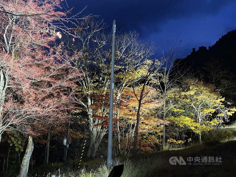 層雲峽觀光協會透露，為了迎接台灣旅客造訪，因應明年農曆新年，北海道冰瀑祭的開放日期將提前至1月22日。前陣子層雲峽則是有夜楓可賞。中央社記者余曉涵攝  111年10月23日