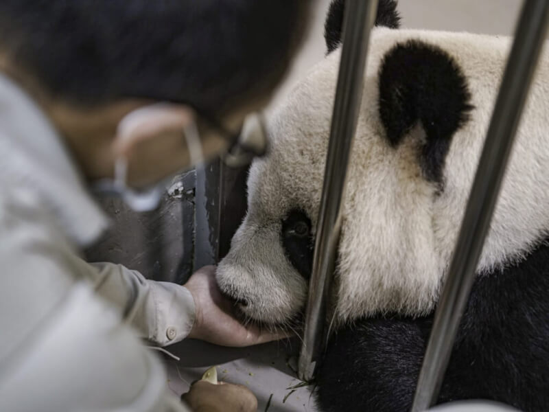 台北市立動物園24日表示，大貓熊「團團」病情又變差了一些，如果貿然到展場活動可能有安全疑慮，暫時不適合見客。（台北市立動物園提供）中央社記者陳昱婷傳真 111年10月24日