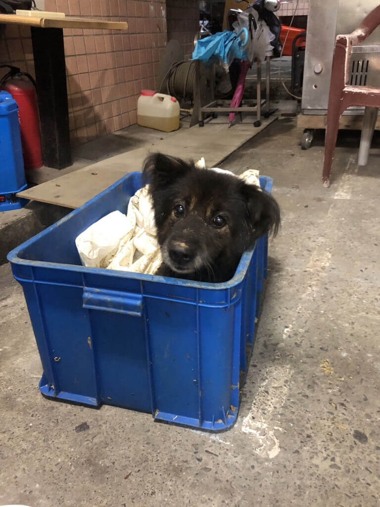 新北市淡水區一名老婦人20日發現有隻狗掉進她菜園裡的坑洞，趕緊向警方求援，警方到場後試著將狗狗拉出，並請動保處協助將狗狗送到獸醫院治療傷勢。（翻攝照片）中央社記者高華謙傳真 111年10月24日