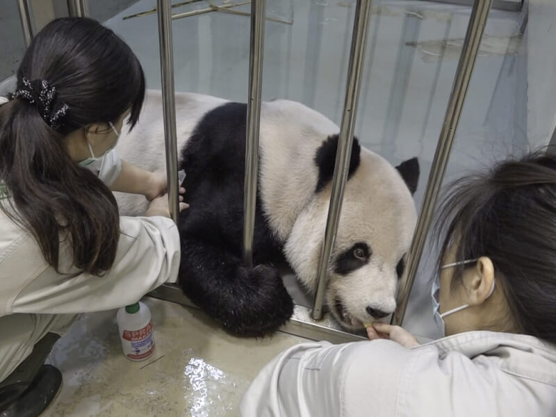 台北市立動物園大貓熊「團團」疑罹患惡性腦瘤，動物園27日證實已發文申請專案許可，讓中國專家來台協助。（台北市立動物園提供）