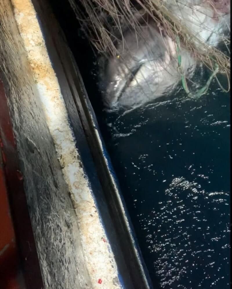 海洋保育署26日表示，今年6月於花蓮外海成功野放1尾長達3.5公尺的巨口鯊，並取得210小時持續向北游紀錄。（海洋保育署提供）中央社記者蔡孟妤傳真 111年10月26日