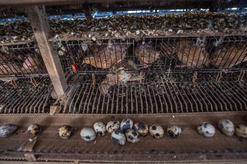 圖為格子籠密集飼養場裡死亡的鵪鶉。（台灣動物社會研究會提供／攝影：We Animals）