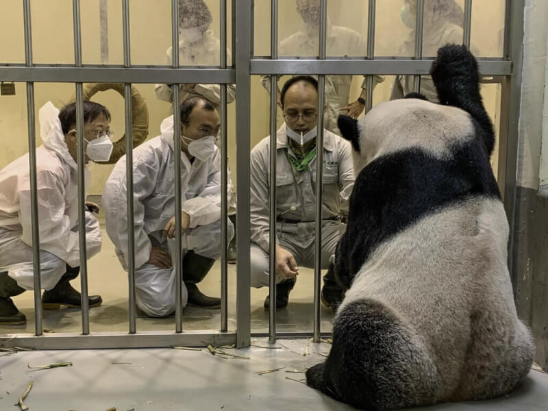 台北市立動物園2日表示，中國臥龍大熊貓保護研究中心2名專家已抵台，上午在園方陪同下探視大貓熊「團團」一家。（台北市立動物園提供）中央社記者陳昱婷傳真 111年11月2日