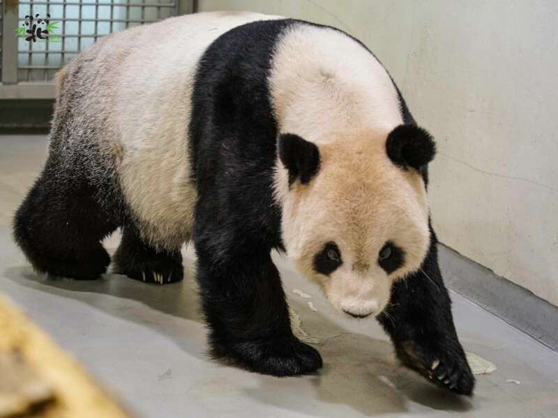 台北市立動物園大貓熊「團團」腦部病變嚴重，團團往生後將考慮保存骨骼、皮毛及活體細胞。（圖取自facebook.com/TaipeiZoo）