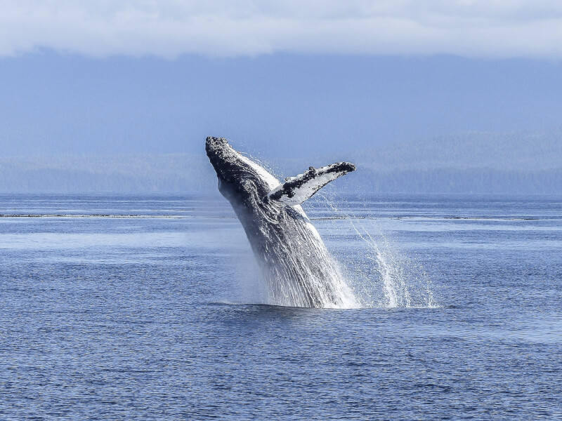 海洋塑膠微粒濃度日增藍鯨每天吞下43.6公斤| 科技| 中央社CNA