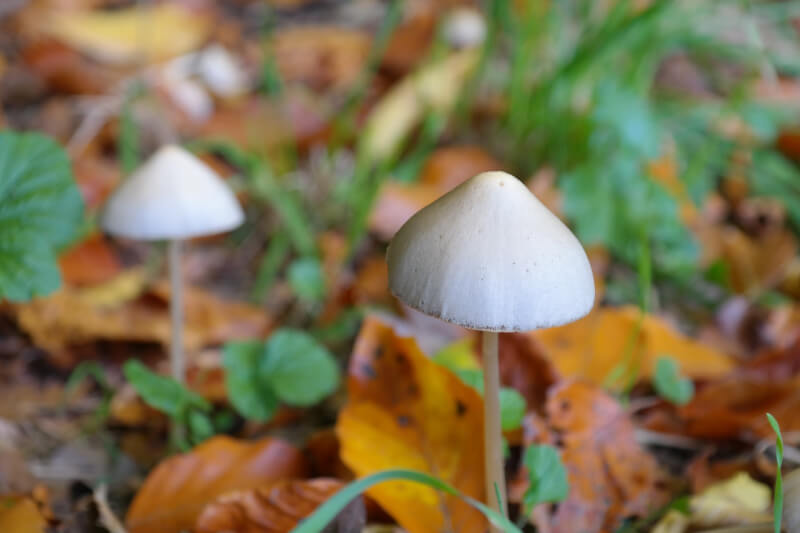 澳洲3日宣布，「神奇蘑菇」將開放醫療用途，治療憂鬱症及創傷後壓力症候群病患。（示意圖／圖取自Pixabay圖庫）