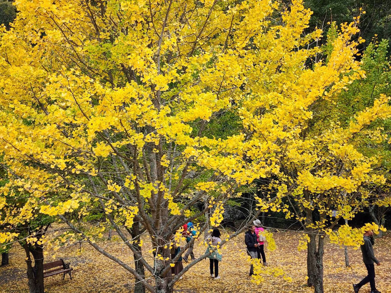武陵農場擁有全台少數的銀杏林，近日樹葉已陸續由綠轉黃，放眼望去成一片繽紛黃金世界。（武陵農場提供）中央社記者郝雪卿傳真  111年11月4日