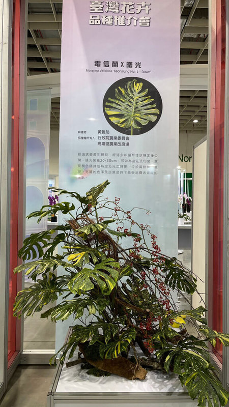 台灣花卉新品展逾千種切葉電信蘭曙光要銷日 生活 中央社cna
