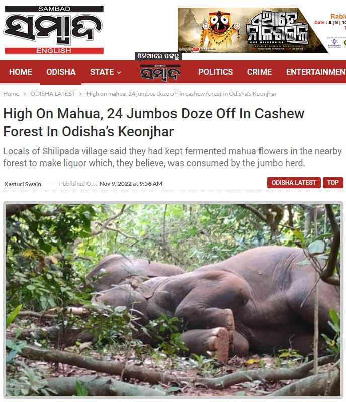 印度東部奧里薩省一座村莊出現盜酒事件，在村民猜測「犯案者」是誰之際，有人發現附近叢林裡有24隻大象疑似因醉酒而酣然大睡。（圖取自印度地方媒體Sambad English網頁sambadenglish.com）