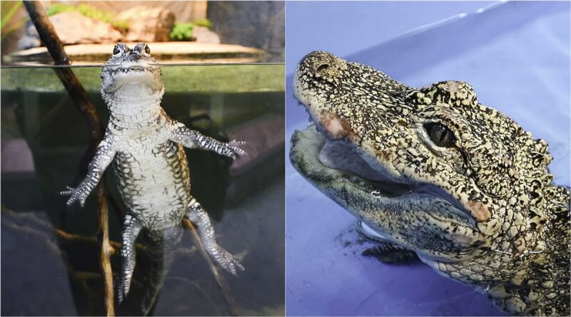 台北市立動物園表示，揚子鱷是世界上第4小的鱷類，且生性溫馴膽小、少有攻擊人類紀錄，在水面下四肢會呈大字狀地立在水中，呆萌模樣十分可愛。（台北市立動物園提供）中央社記者陳怡璇傳真 111年11月11日