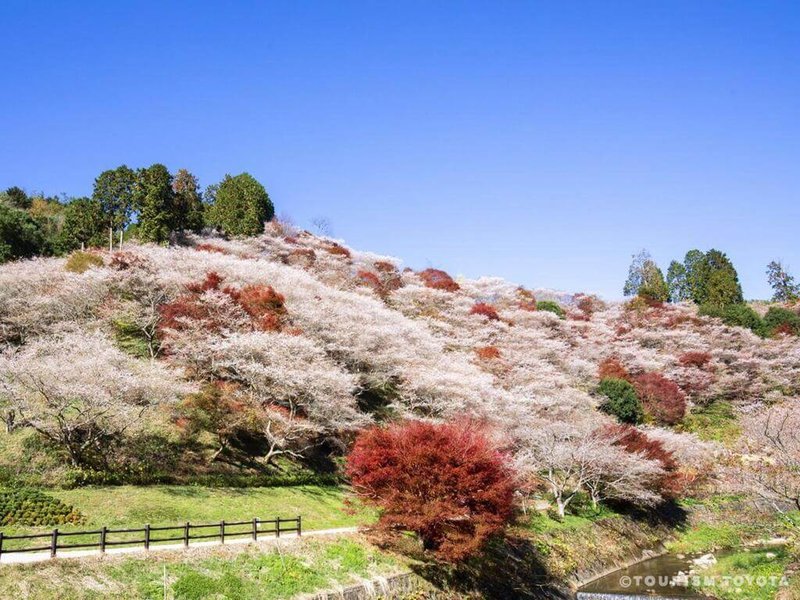 日本愛知縣豐田市的小原地區種植著約1萬株的四季櫻，是日本少見能欣賞楓葉與櫻花同時盛開雙重美景的地方。（日本愛知縣豐田市提供）中央社記者余曉涵傳真  111年11月15日