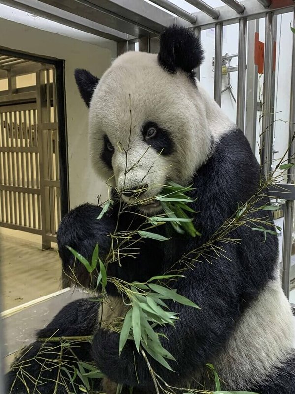 台北市立動物園16日表示，大貓熊「團團」病情逐漸趨於穩定，食慾也稍微好轉。（台北市立動物園提供）中央社記者陳昱婷傳真  111年11月16日