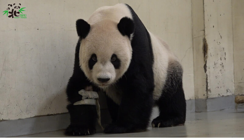 大貓熊團團癲癇病況難控，台北市立動物園19日決定讓團團在麻醉中沉睡，團團在下午1時48分心跳停止。（圖取自facebook.com/TaipeiZoo）