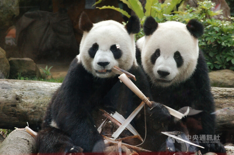 團團(右)、圓圓在動物園裡吃竹子。(中央社檔案照片)