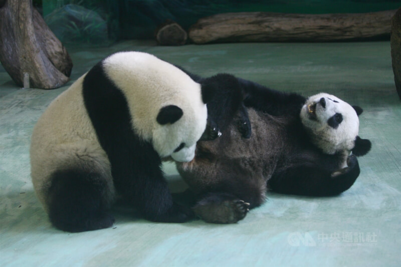 台北市立動物園大貓熊團團（右）與圓圓（左）2008年底抵台。照養人員形容團團，「牠就是很乖很乖的小孩，跟我們的互動很好。」（中央社檔案照片）