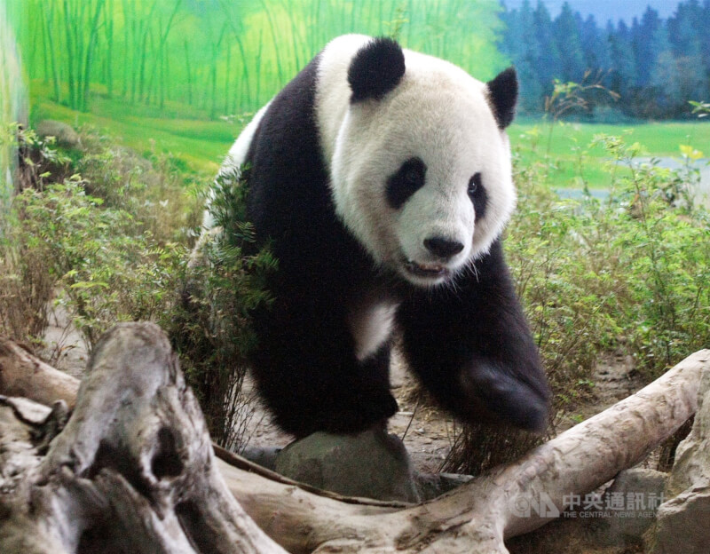 動物園舉辦「2010保育啟航-特展館開幕1週年」慶祝團團圓圓來台1年,圖為團團在房舍活動。(中央社檔案照片)