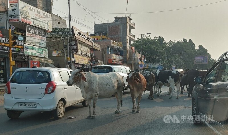 印度流浪牛眾多，即使是在首都德里地區，牛群逛街的景象也是司空見慣。中央社記者林行健德里攝 111年11月20日