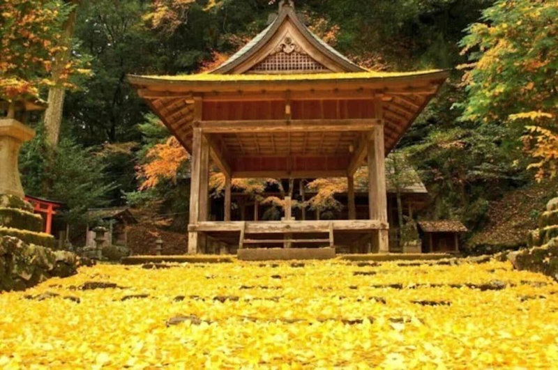 岩户落叶神社是内行人才知道的银杏名所，一大片的金黄色地毯，每年总是吸引许多摄影爱好家前往取景。（京都市台湾推广事务所与©︎MKメディア提供）中央社记者余晓涵传真  111年11月22日
