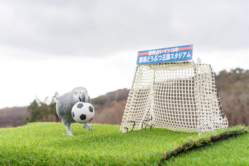 2022世足賽日本23日將首戰德國，日本一處動物園請來預測「神準」的鸚鵡哥預測比賽結果。（圖取自twitter.com/nakprstaff）
