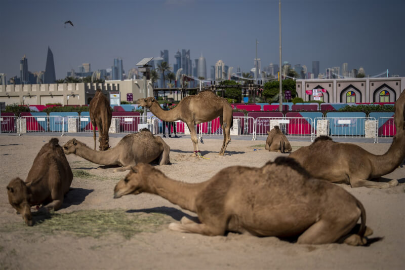 卡達世界盃足球賽的球迷紛紛來到杜哈郊外沙漠，想體驗沙丘騎駱駝，導致駱駝的「載客量」暴增至平時的數倍之多。圖為21日駱駝在杜哈休息。（美聯社）