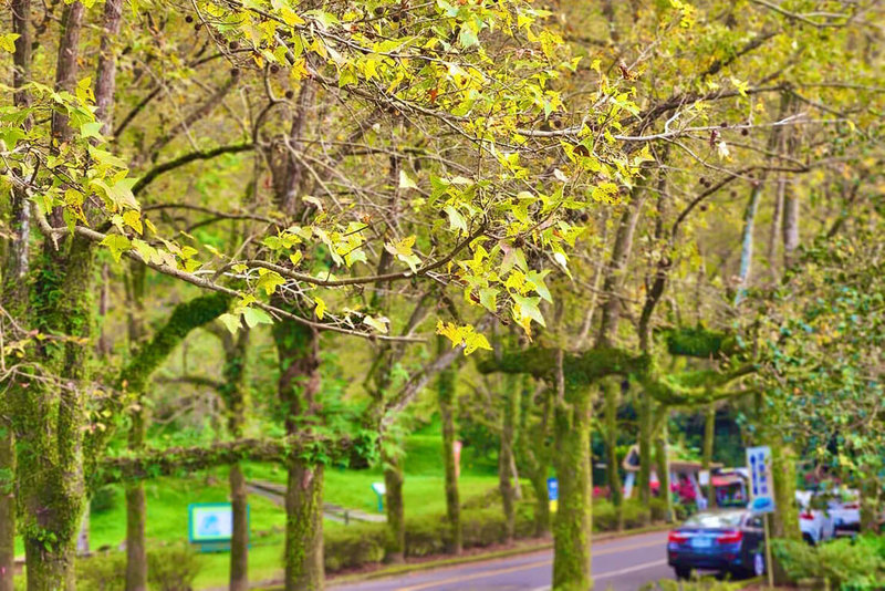 石門水庫園區是國內著名的賞楓景點，北區水資源局表示，目前約3成樹葉變色，後續若有適當低溫天候，預期園區變葉景觀可能是近年最佳，有機會在耶誕節前後呈現最美的楓紅。（北區水資源局提供）中央社記者吳睿騏桃園傳真  111年12月4日