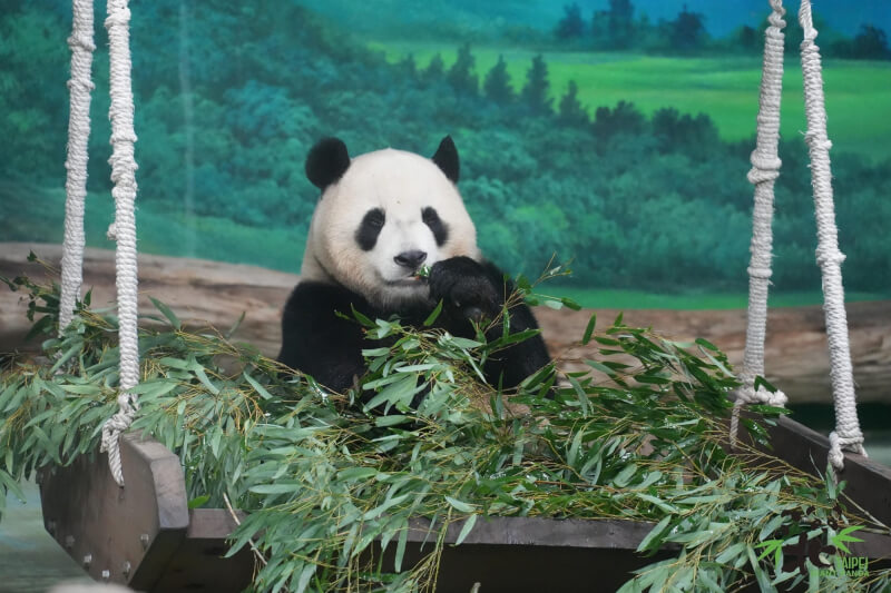 台北市立動物園大貓熊「圓寶」已2歲又5個月大。（圖取自facebook.com/TaipeiZoo）