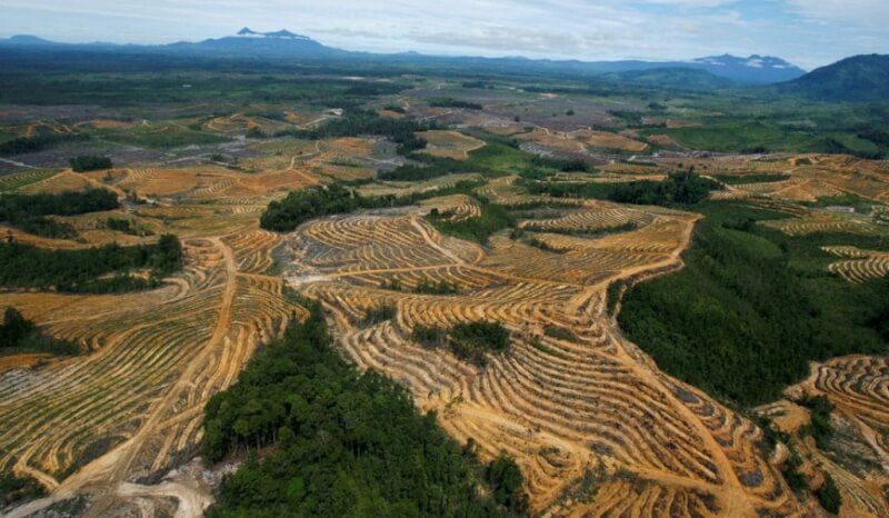 歐盟6日達成協議，禁止進口數種被認為是「造成森林砍伐主要因素」的產品，包括咖啡、可可、大豆等。圖為印尼一處森林為開發棕櫚油遭砍伐。（路透社）