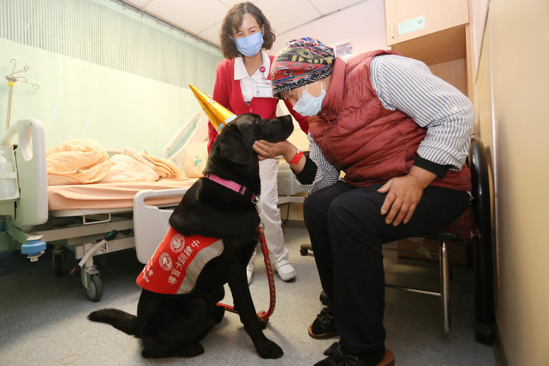 台灣導盲犬協會輔助治療犬「Oba」來到門諾醫院「迦南病房」，療癒力不僅撫慰患者與家屬，也讓每天穿梭於病房的醫護人員都獲得滿滿的正能量。（門諾醫院提供）中央社記者李先鳳傳真  111年12月7日