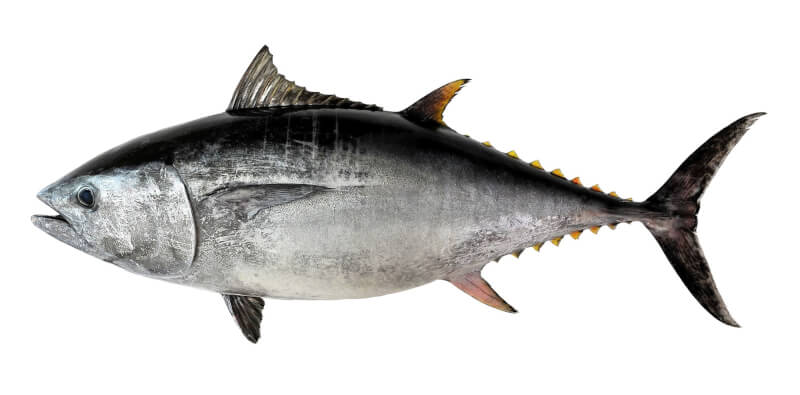 水試所與美國史丹佛大學合作，運用衛星標識，完成3尾太平洋黑鮪成魚產卵洄游紀錄，為全球首例。（圖取自水試所網頁tfrin.gov.tw）