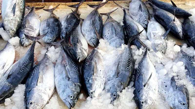 農委會主委陳吉仲9日表示，中國未准台灣100多家業者輸銷，以魷魚、秋刀魚、午仔魚、鰹魚（圖）最受影響。（中央社檔案照片）