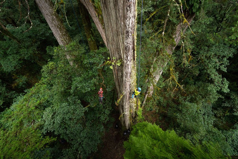 台灣超過65公尺以上巨木有941棵，其中位於雪霸公園山谷的台灣杉巨木「桃山神木」，樹高79.1公尺，是目前實體測量台灣最高的樹。（林試所提供）