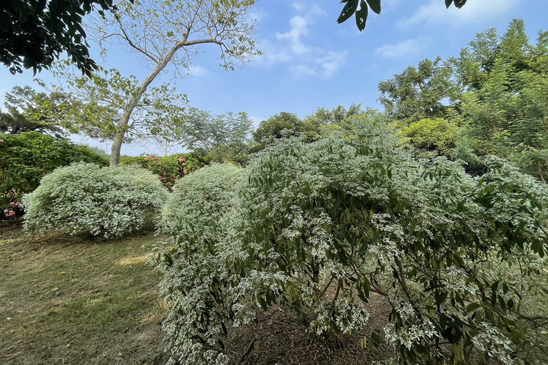 台南山上花園水道博物館園區內種植的白雪木進入花期，步道旁一整排樹上開滿純白似雪的花朵。（台南市文化局提供）中央社記者楊思瑞台南傳真  111年12月11日