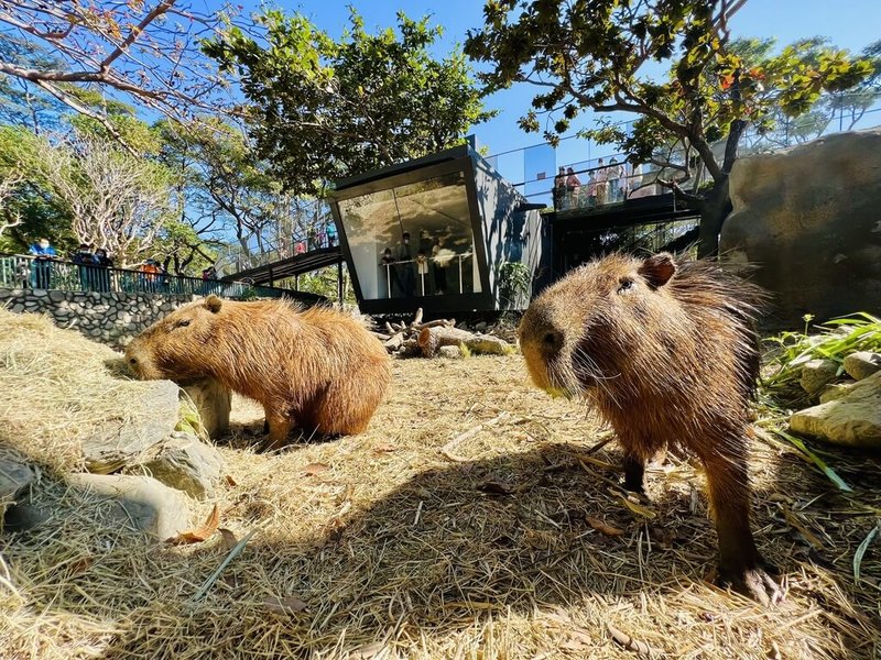 高雄壽山動物園歷經1年多的改造工程後，即將於16日重新開園試營運，近期也迎來水豚等新動物入住，屆時將亮相與民眾見面。（高雄市觀光局提供）中央社記者蔡孟妤傳真  111年12月12日