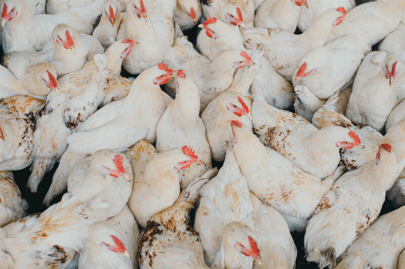 日本青森縣三澤市一處養雞場被驗出感染疑為高病原性的H5亞型禽流感病毒，已展開場內約137萬隻雞的撲殺作業。（示意圖／圖取自Unsplash圖庫）