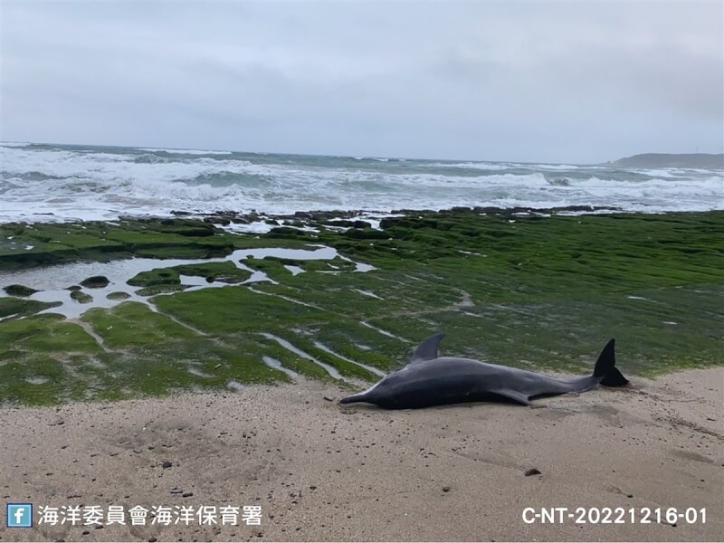 海洋保育署16日指出，海保救援網（MARN）上午獲報在新北市老梅沙灘有3隻活體鯨豚擱淺，相關單位人員趕到現場處置，隨後並又發現1隻海豚擱淺，經判斷這4隻擱淺鯨豚皆為糙齒海豚。（海保署提供）中央社記者曾以寧傳真 111年12月16日