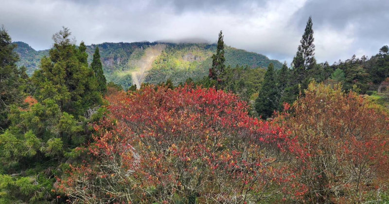 冷氣團來襲，阿里山國家森林遊樂區週末氣溫恐降至攝氏零度，嘉義林管處16日呼籲上山賞楓的遊客注意保暖。圖為紅榨楓。（嘉義林管處提供）中央社記者蔡智明傳真  111年12月16日