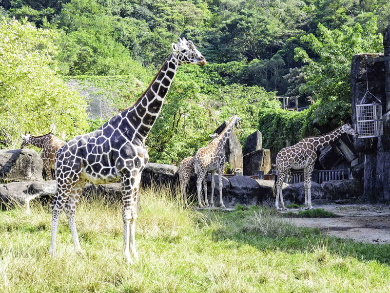 台北市立動物園21日表示，年近24歲的長頸鹿「菊忠」被發現倒臥在室內欄舍死亡，醫療照管團隊經病理解剖後，確認死亡原因是老化及器官衰竭。（台北市立動物園提供）中央社記者陳昱婷傳真 111年12月21日