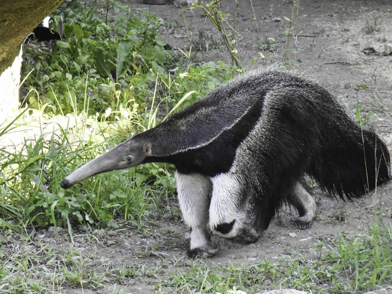 台北市立動物園21日表示，大食蟻獸「口袋莎」因子宮舊傷與腸道嚴重沾黏難產逝世，胎兒也在出生2天後死亡。（台北市立動物園提供）中央社記者陳昱婷傳真 111年12月21日