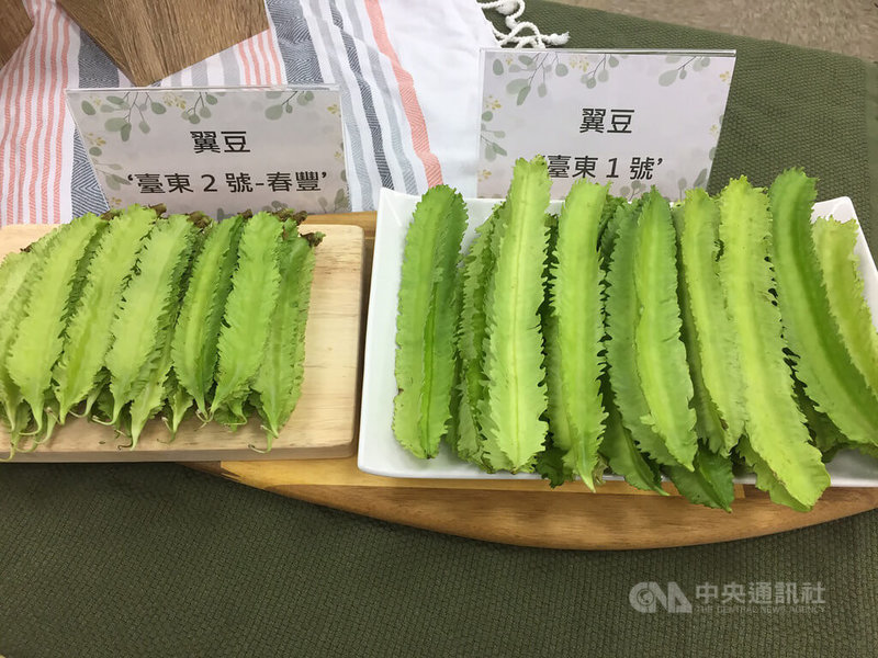 農委會台東區農業改良場21日在台北舉行記者會，發表費時8年再育成的翼豆新品種「台東2號—春豐」（左），產量是「台東1號—青翠」（右）的1.6倍。中央社記者楊淑閔攝  111年12月21日