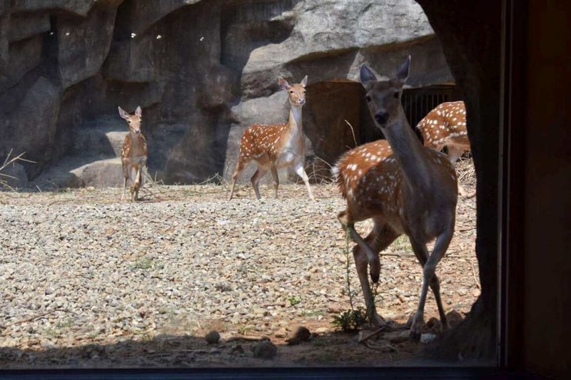 新竹市立動物園增添新成員，3隻從墾丁國家公園來的梅花鹿，經隔離、併群及熟悉環境後，適應良好，目前已開放與民眾見面。（新竹市政府提供）中央社記者郭宣彣傳真 111年12月22日