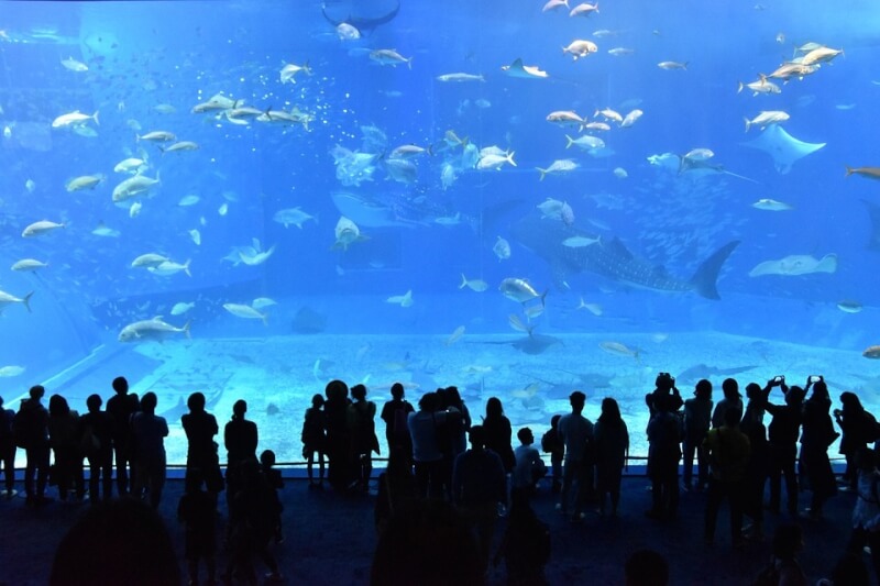 圖為沖繩美麗海水族館。（圖取自Pixabay圖庫）